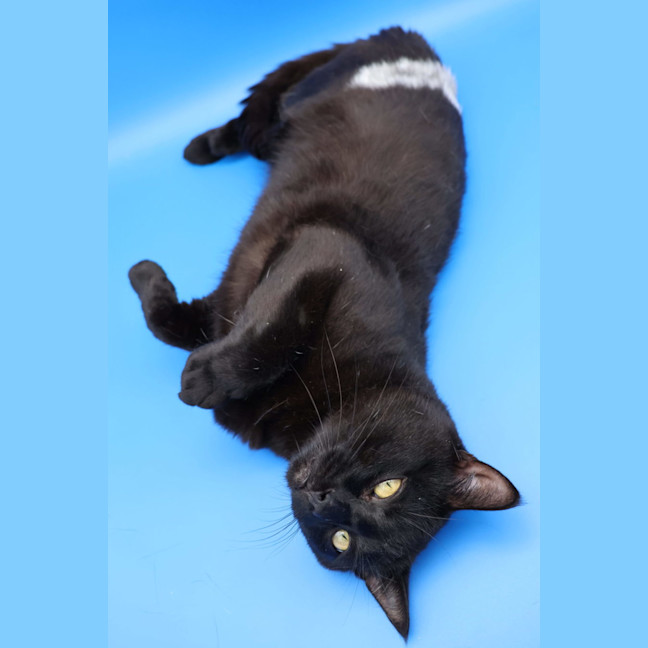 Photo of Patch   Available Pet Quarters Tuggerah