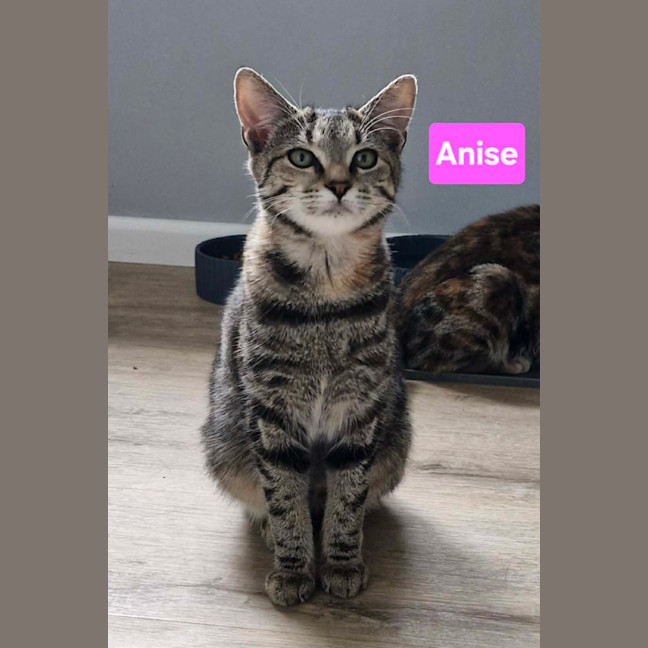 Photo of Anise