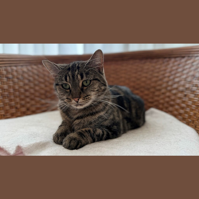Photo of Sweet Pea