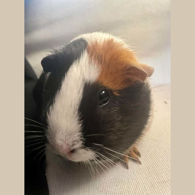 Photo of Pirate & Tiny