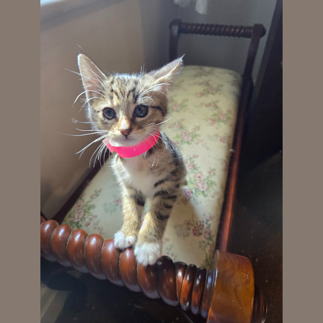 Photo of Althea