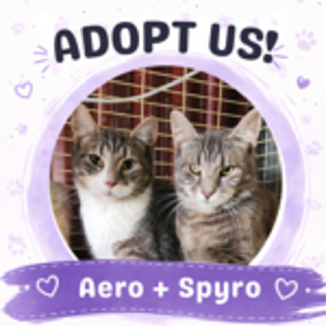 Photo of Aero And Spyro
