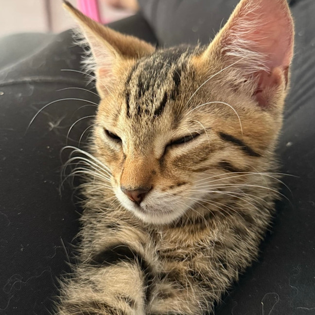 Photo of Bonnie 🍇