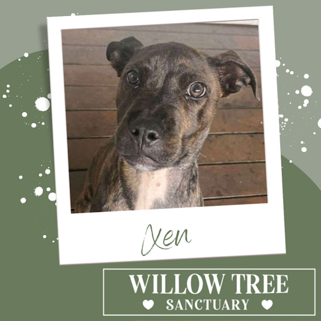 Photo of Xen