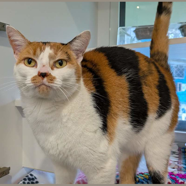 Photo of Goldie