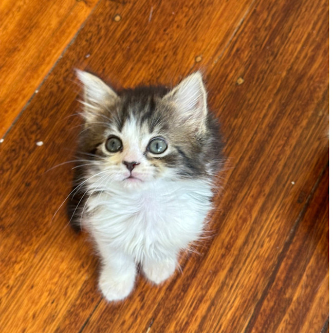 Photo of Fifi