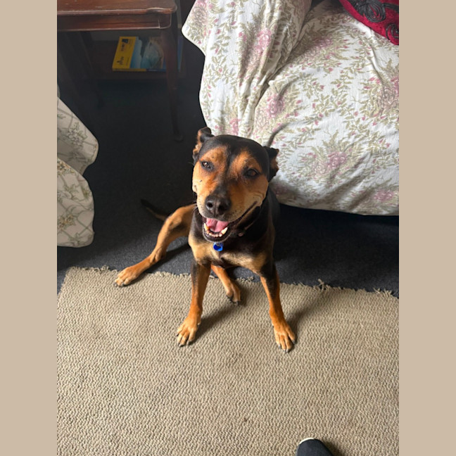 Photo of Marley   12 Year Old Kelpie X