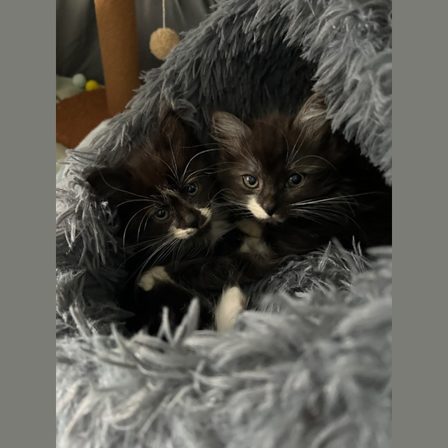 Photo of Arlo & Stella