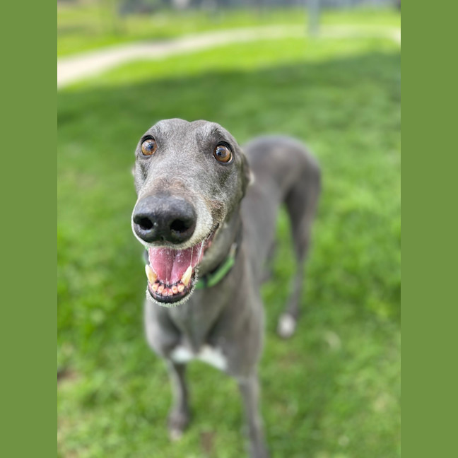 Photo of Bridey