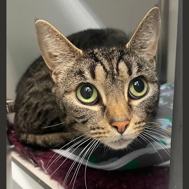 Photo of Kitty (Bonded To Mumma)