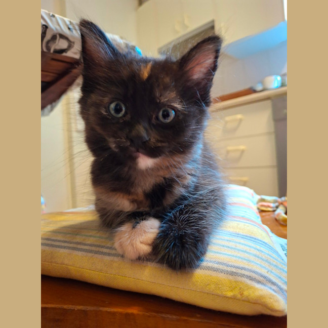 Photo of Pringle
