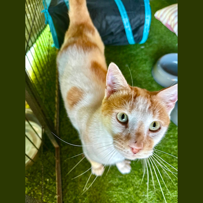 Photo of Biscuit