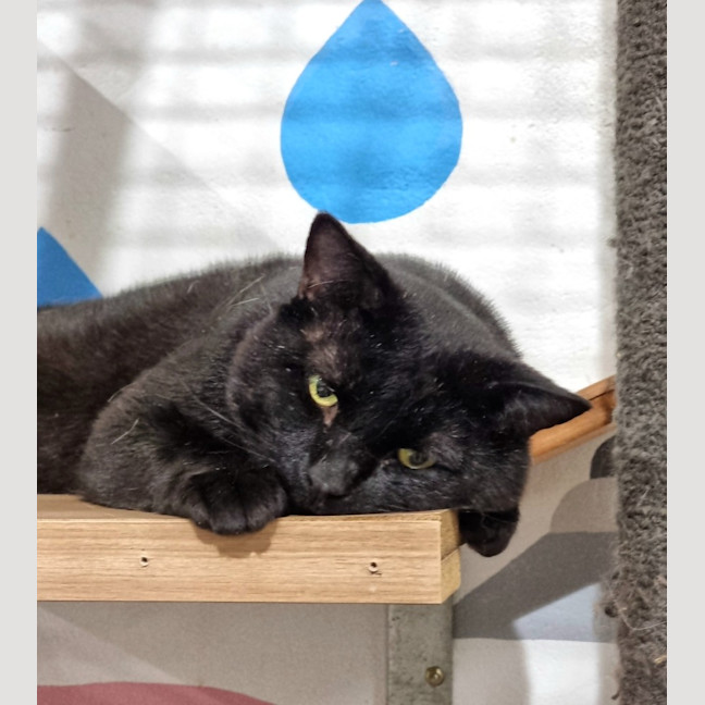 Photo of Baloo