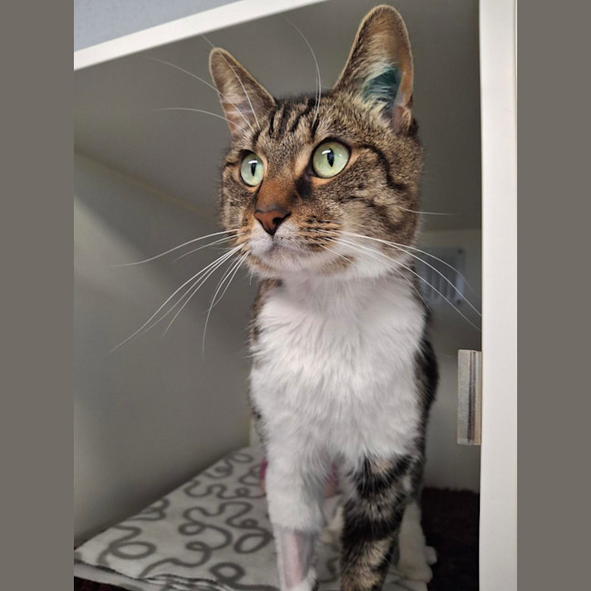 Photo of Beanie 