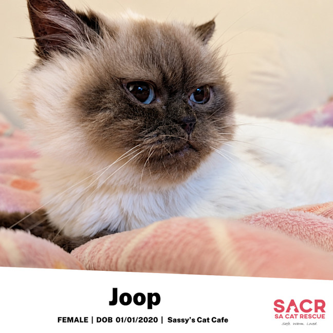 Photo of Joop