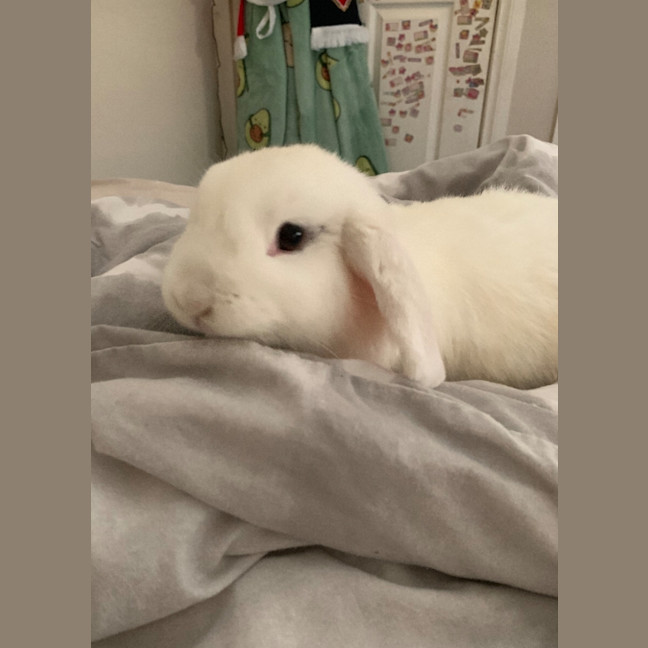 Photo of Yuan Bunny