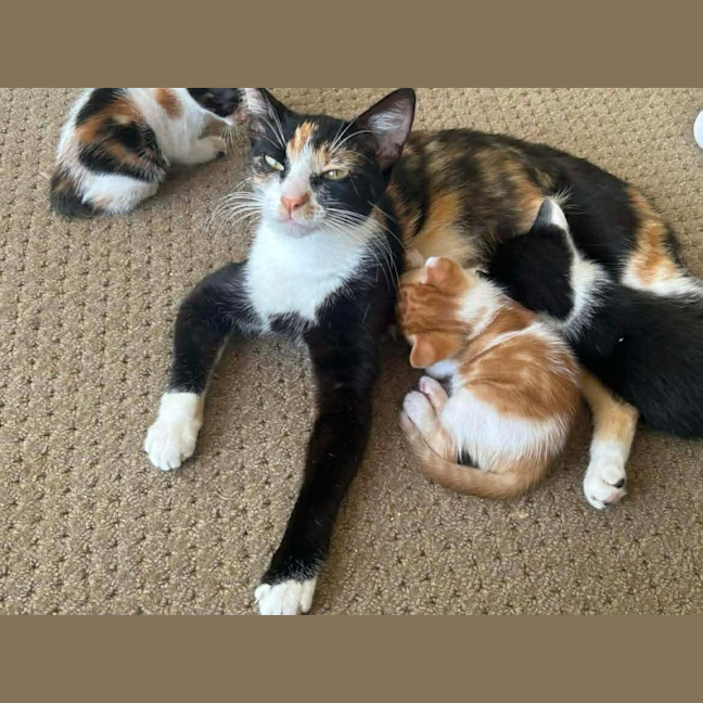 Photo of Tansy & Petal 