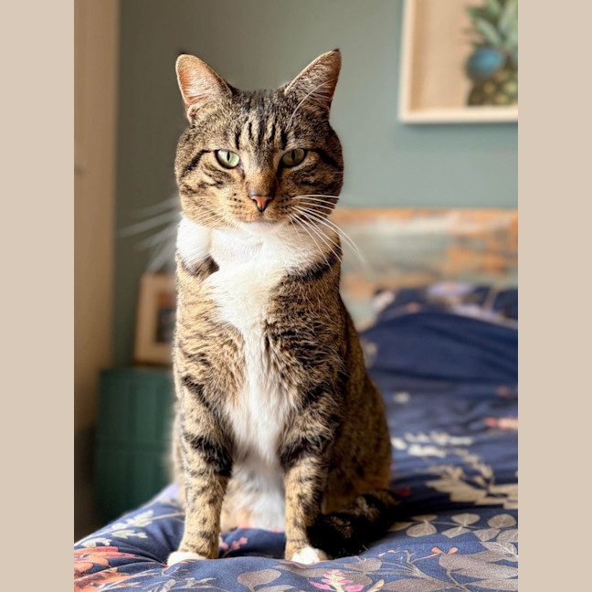 Photo of Tiddles
