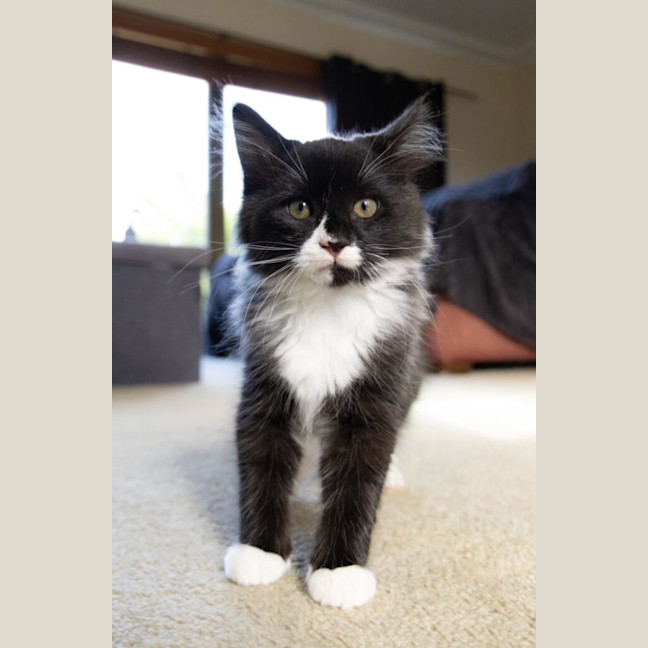 Photo of Grover