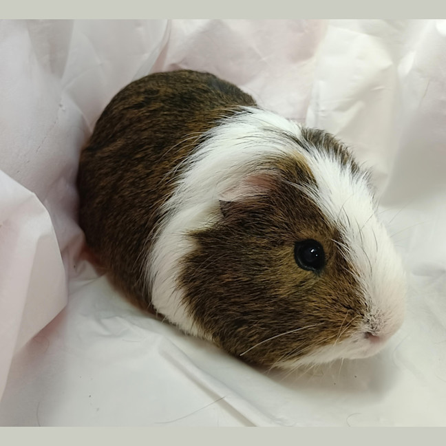Photo of Brin