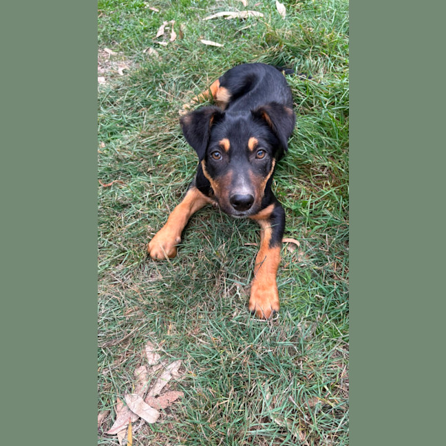 Photo of Arrow