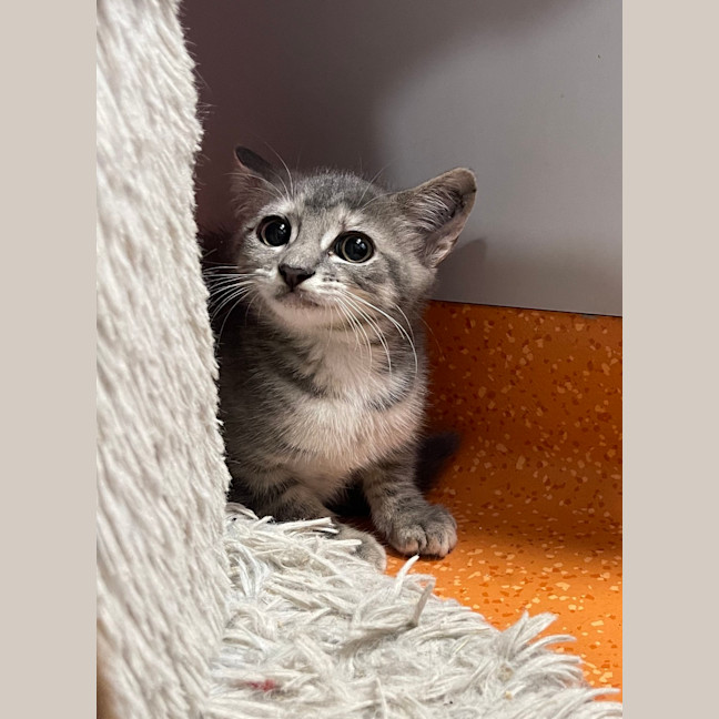 Photo of Leia