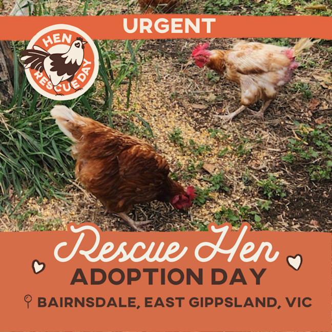 Photo of Rescue Hens  Bairnsdale