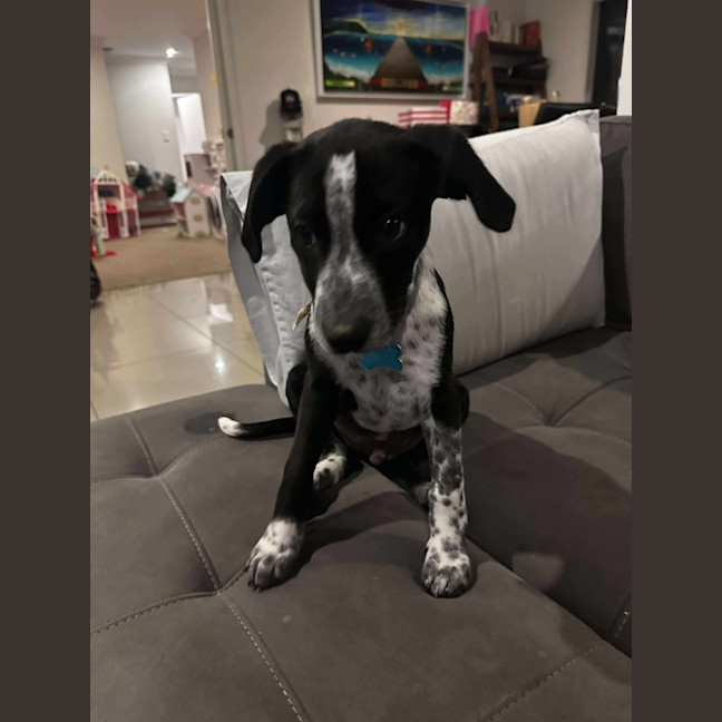 Photo of Hugo