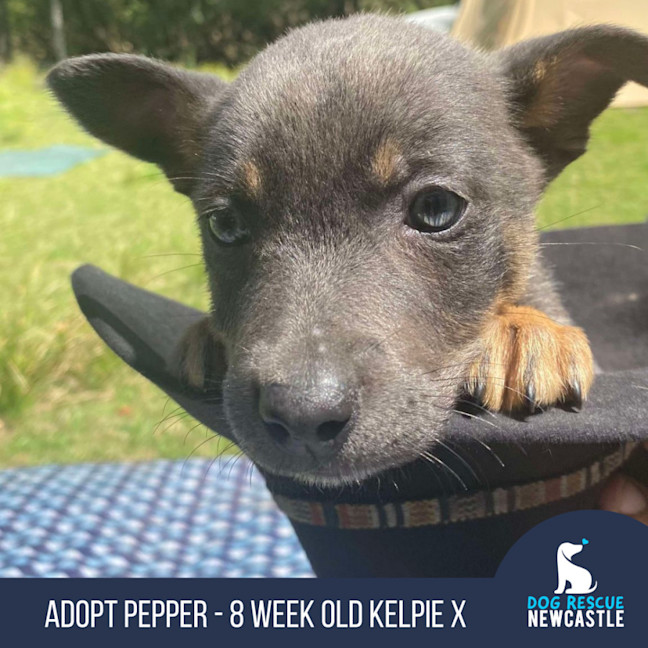 Photo of Pepper   8 Week Old Kelpie X (Trial)