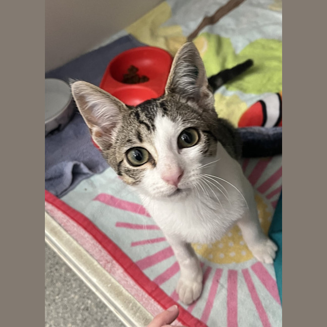 Photo of Curly Wurly