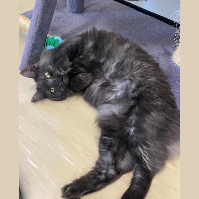 Photo of Sadie
