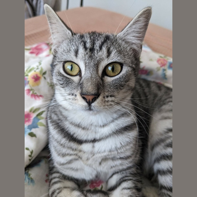 Photo of Frankie   In Foster Care In Coburg