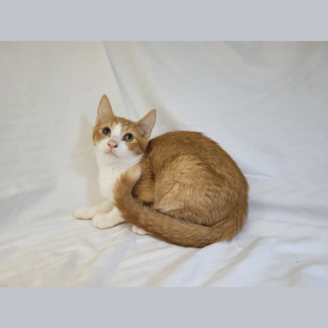 Photo of Tangerine 🍊 