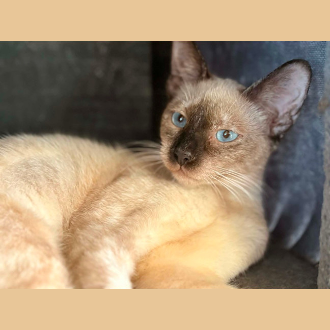 Photo of Poppy