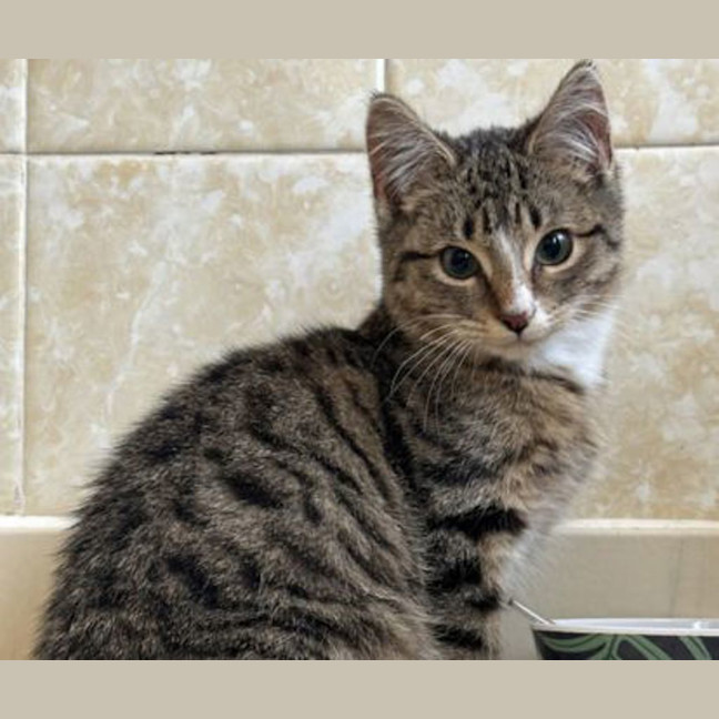 Photo of Willow 