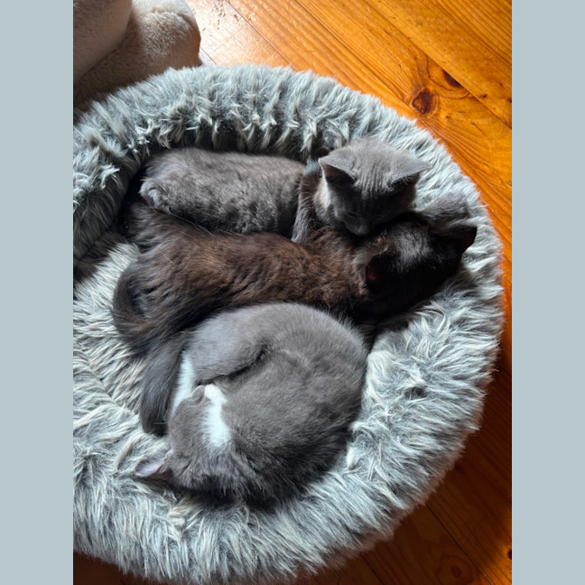 Photo of Juno ** 2nd Chance Cat Rescue**