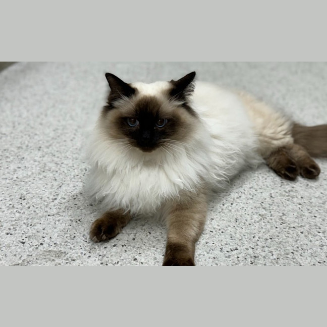 Photo of Shadow