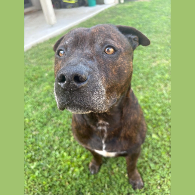 Photo of Nugget *$350 Adoption Fee*