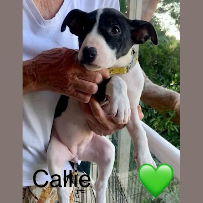 Photo of Callie 