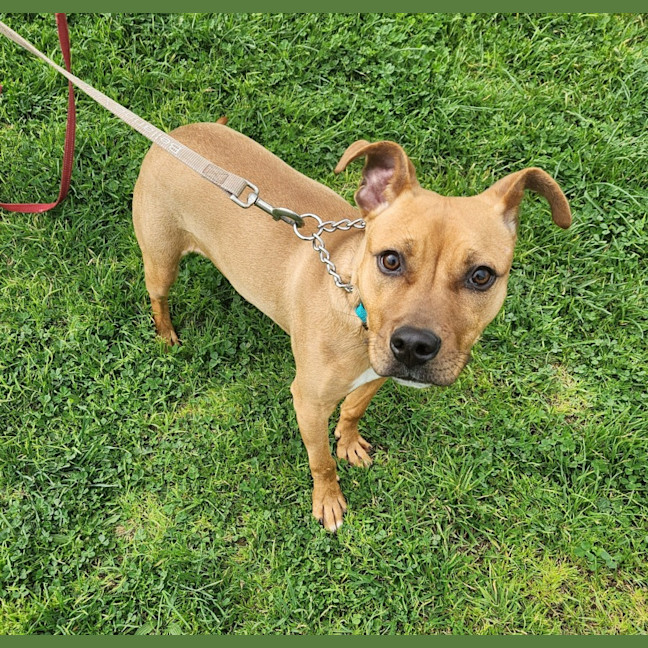 Photo of Spaghetti (64109)