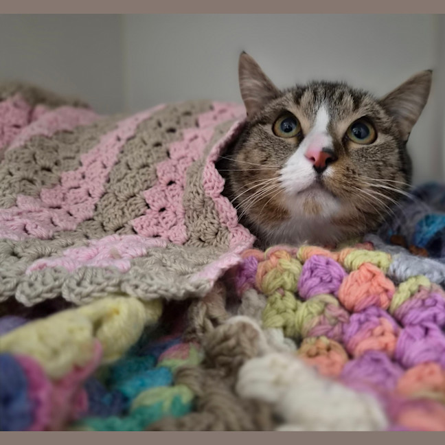 Photo of Remy