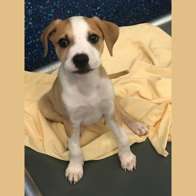 Photo of Louie