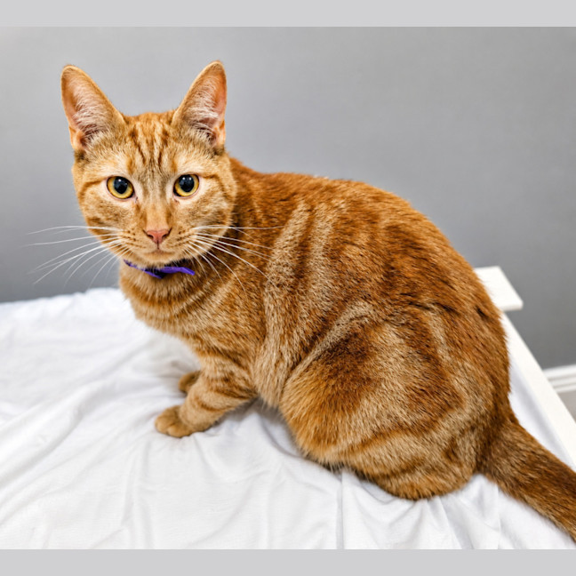 Photo of Kimba