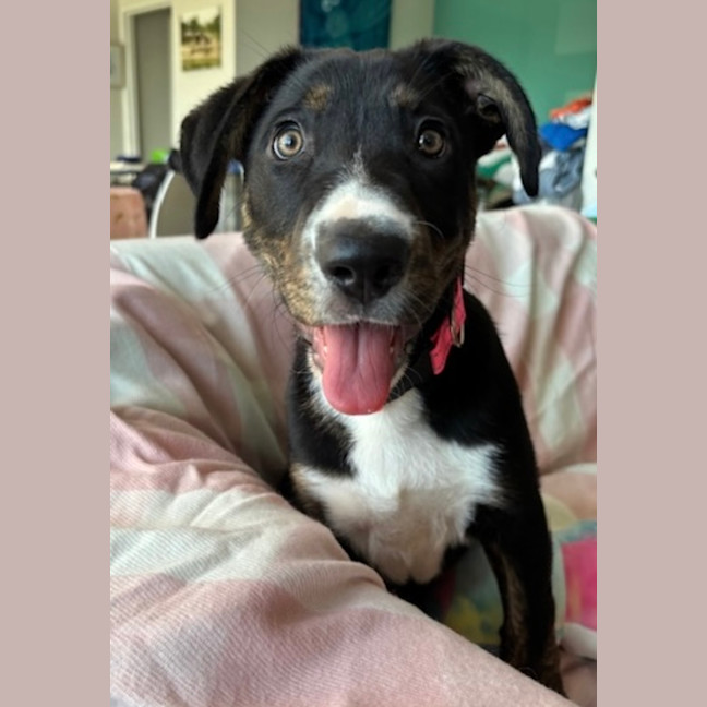 Photo of Lola