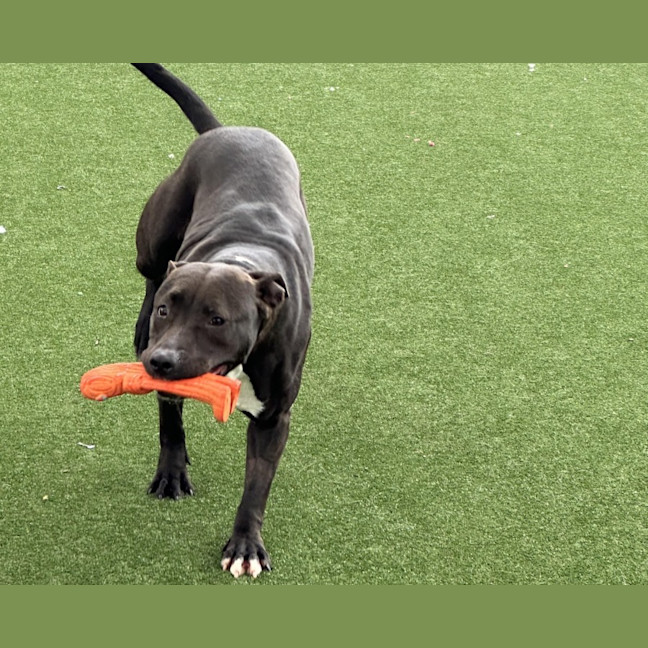 Photo of Wiggles Imp 1379