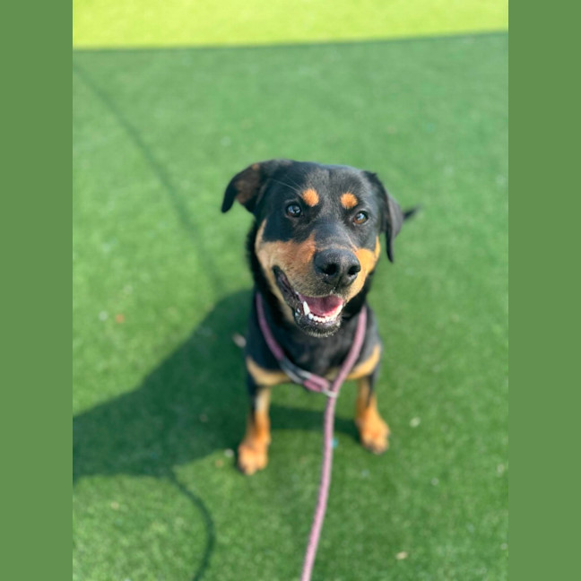 Photo of Roxy Imp 1353