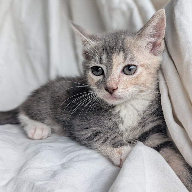 Photo of Meringue