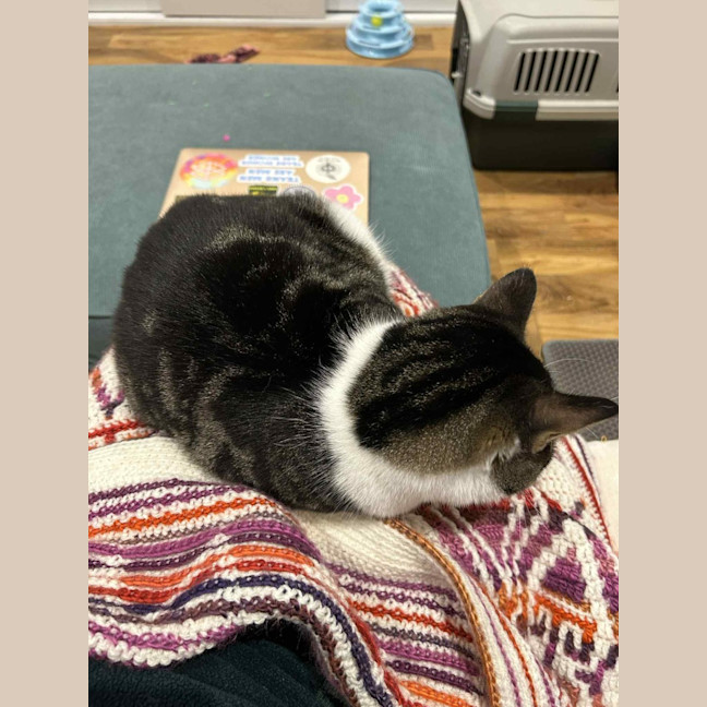 Photo of Laura * 9 Lives Project Rescue*