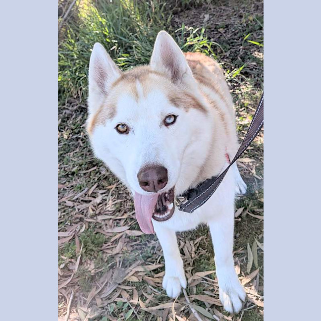 Photo of Ace