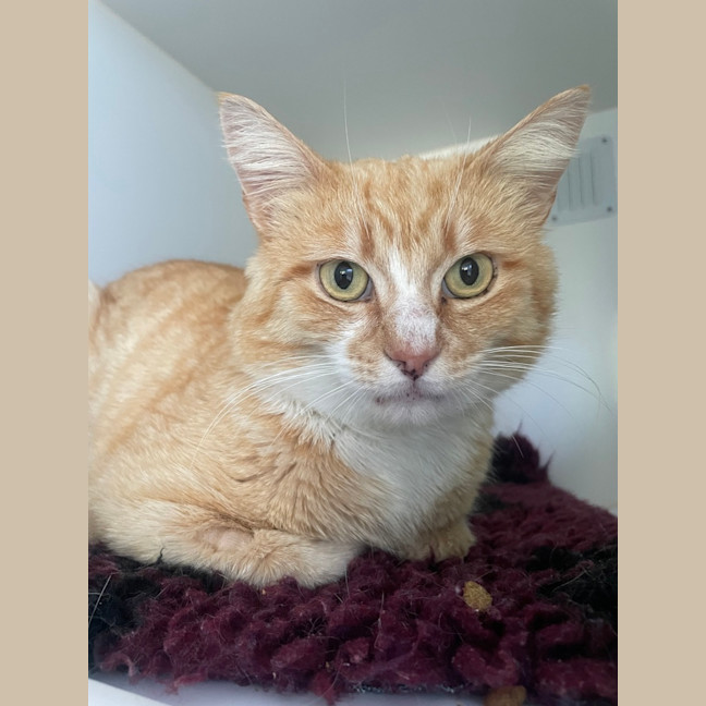 Photo of Mike Wazowski